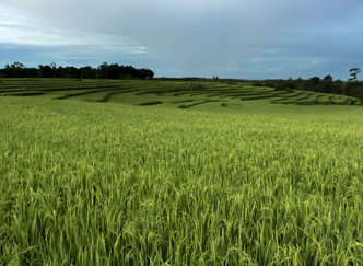 Agricultural Estate India