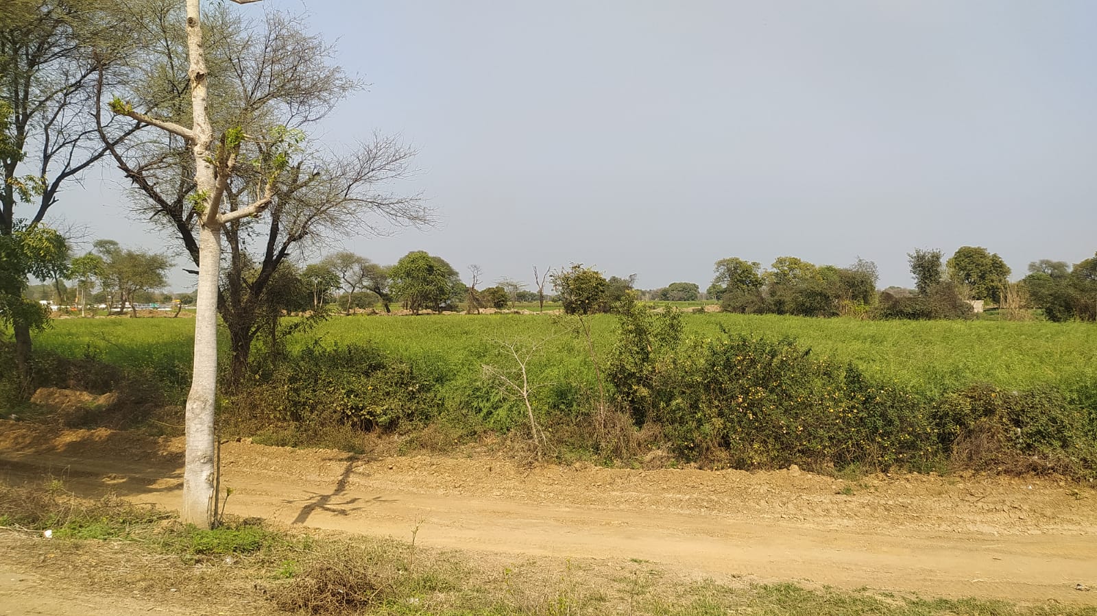 Agricultural Land  for Sale