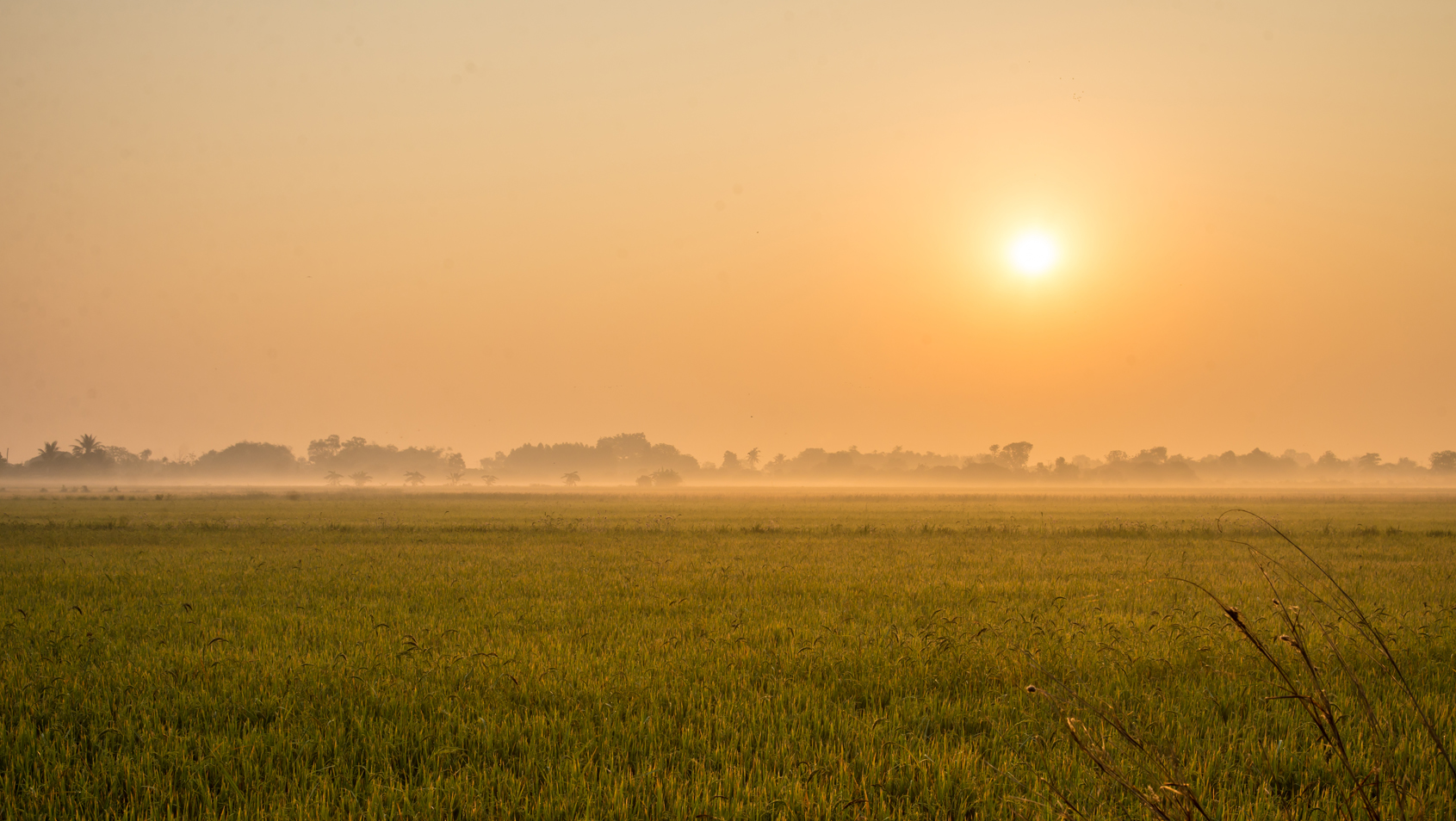 Agricultural Land  for Sale