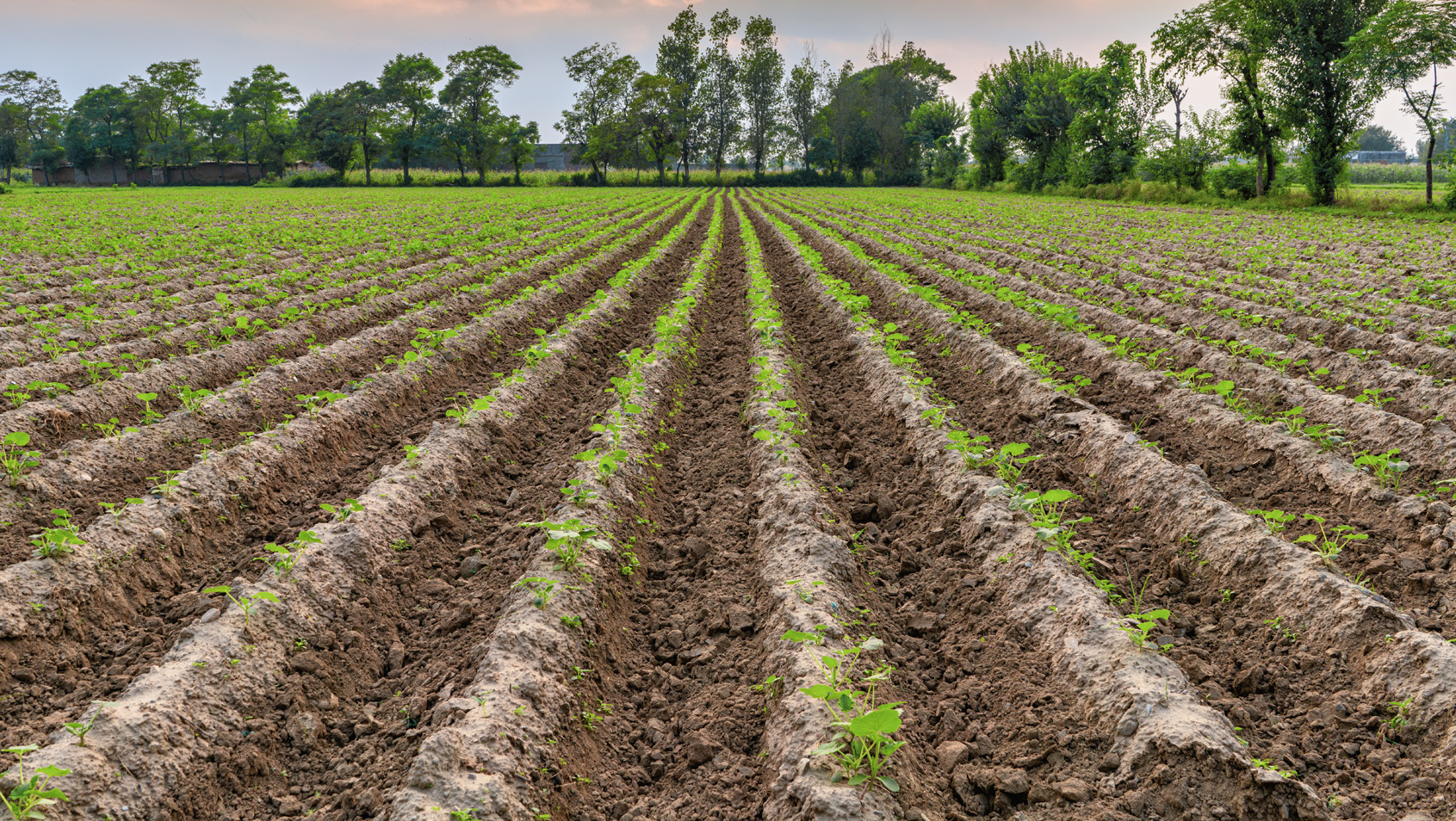 Agricultural Land  for Sale